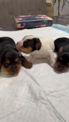 Yorkshire Terrier dogs for sale:  Puppy 2 - Video 1