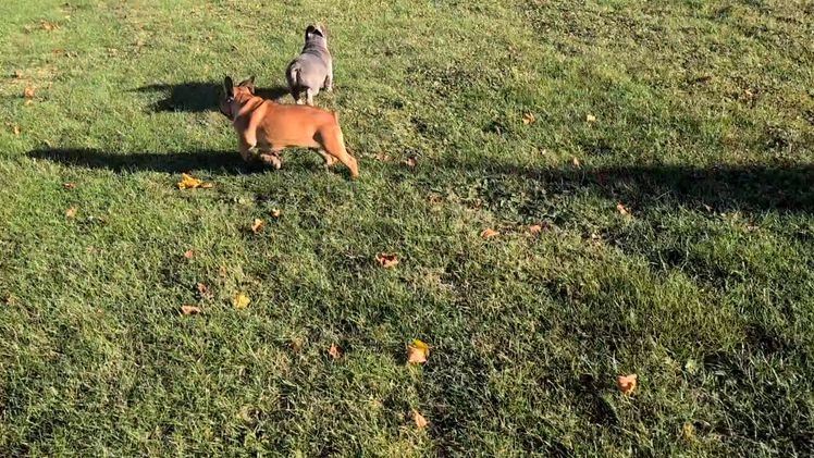 French Bulldog dogs for sale: Odin - Video 1