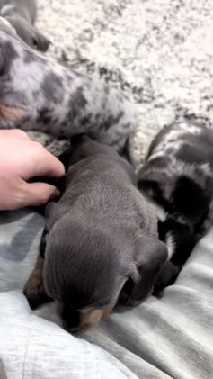 Miniature Dachshund dogs for sale: Xavier - Video 3