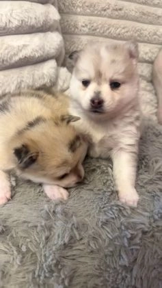 Pomsky dogs for sale: Female light grey multi color - Video 1