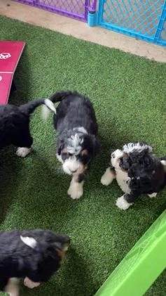 Mini Bernedoodle dogs for sale: Alvin - Video 1