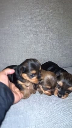 Yorkshire Terrier dogs for sale: Sapphire - Video 2
