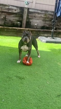 American Bully dogs for stud: KFK Ace  - Video 2