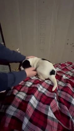 Mixed Breed dogs for sale: Blizzard  - Video 1