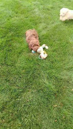 Cockapoo dogs for sale: Zola - Video 1