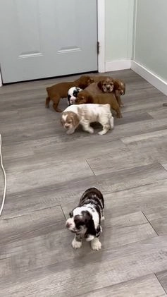 Cocker Spaniel dogs for sale: Lila - Video 1