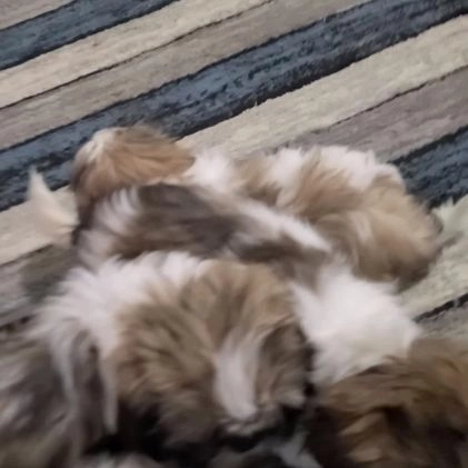 Shih Tzu dogs for sale: Markie - Video 1