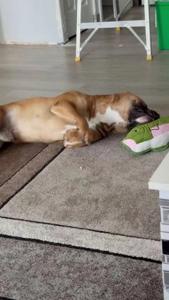 American Bully dogs for sale: American Bully  - Video 2