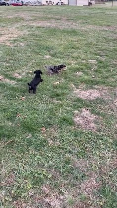 Standard Poodle dogs for sale: Standard Poodle Puppy 5 "Ms. Kim" - Video 1