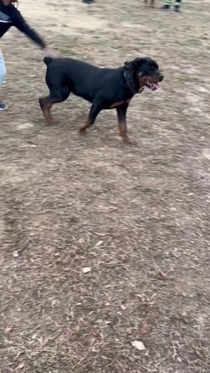 Rottweiler dogs for sale: Loki  - Video 1
