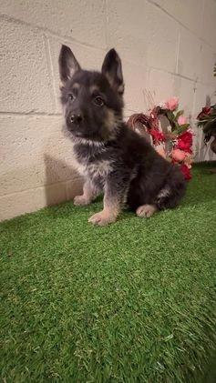German Shepherd dogs for sale: SWAYZE - Video 2
