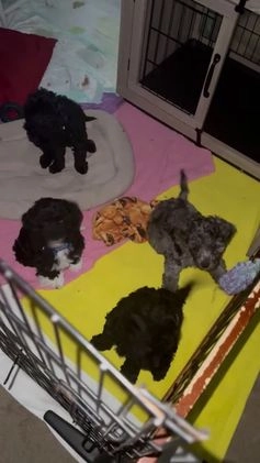 Mini Goldendoodle dogs for sale: Chek - Video 1