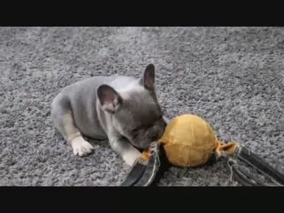French Bulldog dogs for sale: Travis - Video 1