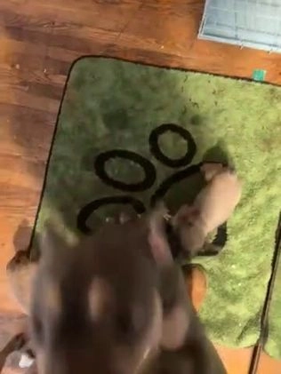 French Bulldog dogs for sale: Dexter - Video 5