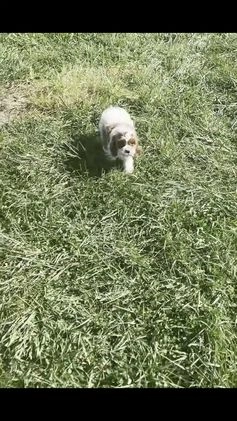 Cavapoo dogs for sale: Dumpling F1 - Video 1