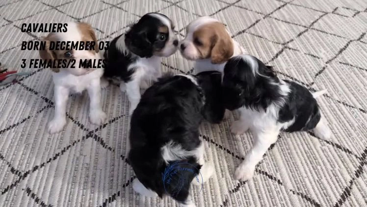 Cavalier King Charles Spaniel dogs for sale: Rover - Video 3