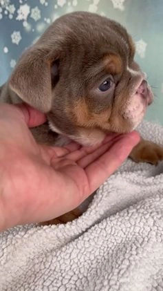 Mixed Breed dogs for sale: Flicka - Video 1