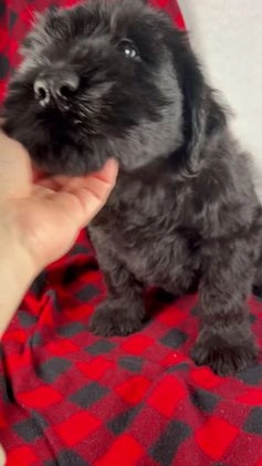 Giant Schnauzer dogs for sale: Alyssa - Video 1