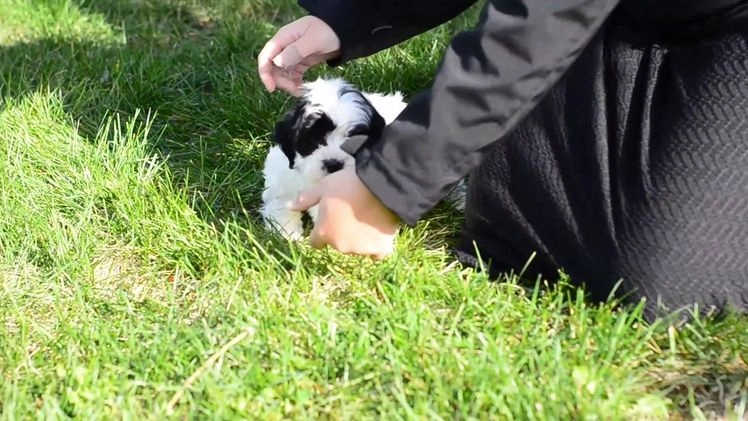 Teddy Bear dogs for sale: Ian - Video 1