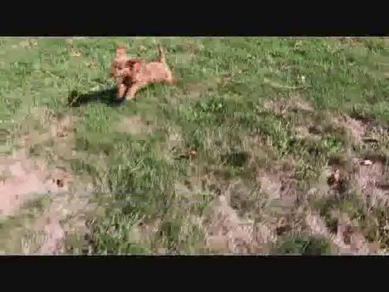 Mini Goldendoodle dogs for sale: Adam - Video 1