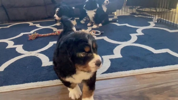 Bernedoodle dogs for sale: Ms. Sapphire - Video 1