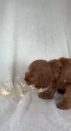 Goldendoodle dogs for sale: Max - Video 2