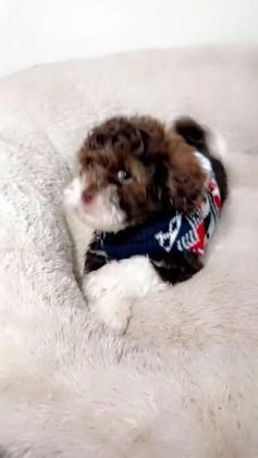Shihpoo dogs for sale: Marley  - Video 2