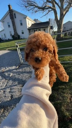 Toy Poodle dogs for sale: Buddy - Video 3