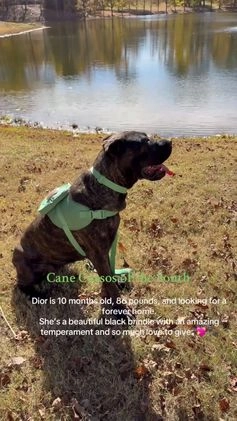 Cane Corso dogs for sale: Dior - Video 1