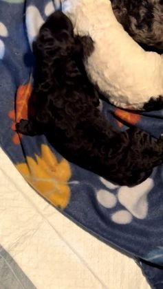 Standard Poodle dogs for sale: Ghost - Video 1