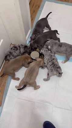 American Bully dogs for sale: American bully classic  - Video 1