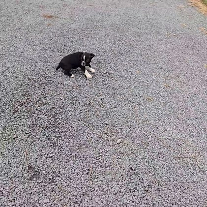 Boston Terrier dogs for sale: Charlie - Video 1