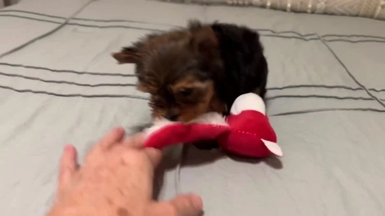 Mixed Breed dogs for sale: Lolita - Video 1