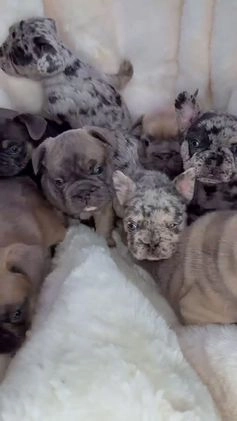 French Bulldog dogs for sale: FIVER - Video 1