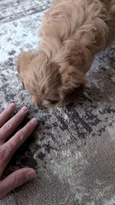 Cavapoo dogs for sale: Arlo - Video 1