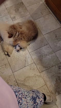 Miniature Poodle dogs for sale: Cooper moyen poodle  - Video 1