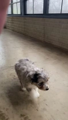 Aussiedoodle dogs for sale: Smores - Video 5