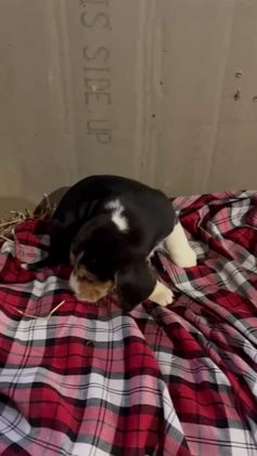 Mixed Breed dogs for sale: Coco - Video 1