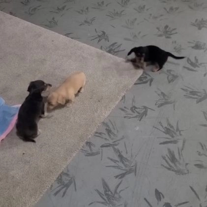 Miniature Dachshund dogs for sale: Asher - Video 1