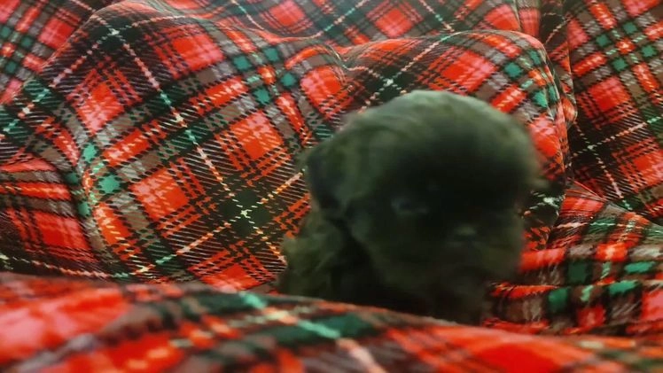 Shih Tzu dogs for sale: CHARLIE, Shih Tzu, Male, 10 weeks, AKC Champion Blood Line - Video 1