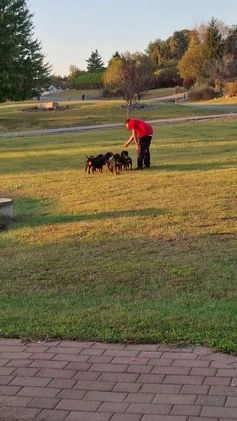 Rottweiler dogs for sale: Rottweiler Puppy 4 - Video 1