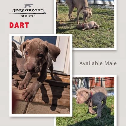 Weimaraner dogs for sale: Dart - Video 1