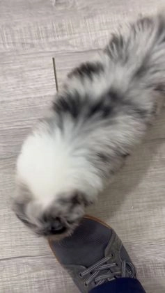 Aussiedoodle dogs for sale: Hazel - Video 1