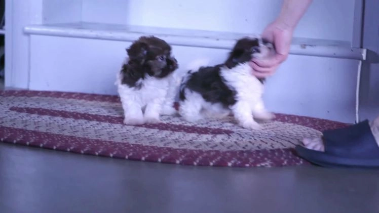 Havanese dogs for sale: Freddy - Video 2