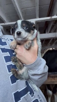 Australian Cattle Dog dogs for sale: Dasher - Video 1