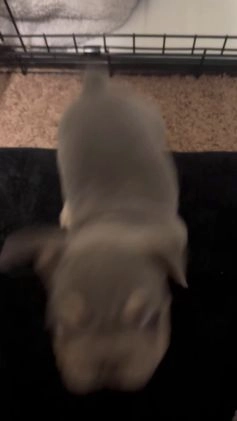 French Bulldog dogs for sale: French Bulldog Puppy 1 - Video 1
