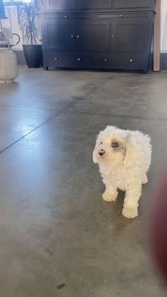 Cavapoo dogs for sale: Starry - Video 1