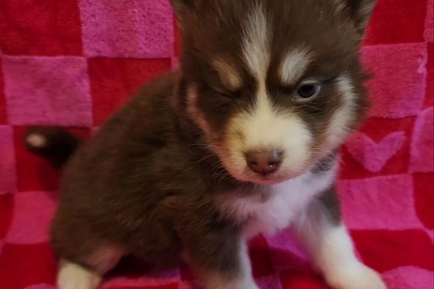 Pomsky dogs for sale: Bowser - Video 1