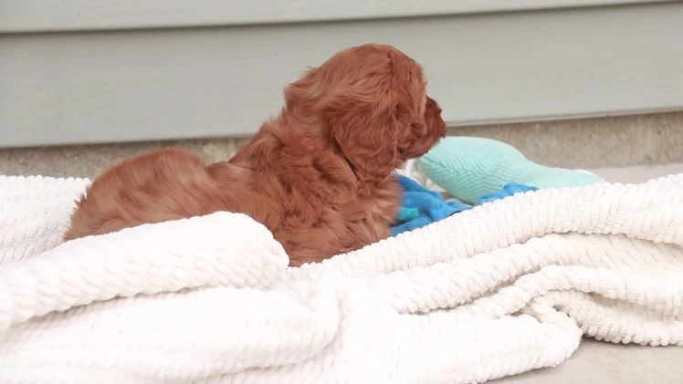 Cavapoo dogs for sale: Kash - Video 1