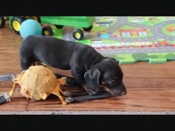 Miniature Dachshund dogs for sale: Shelby - Video 1